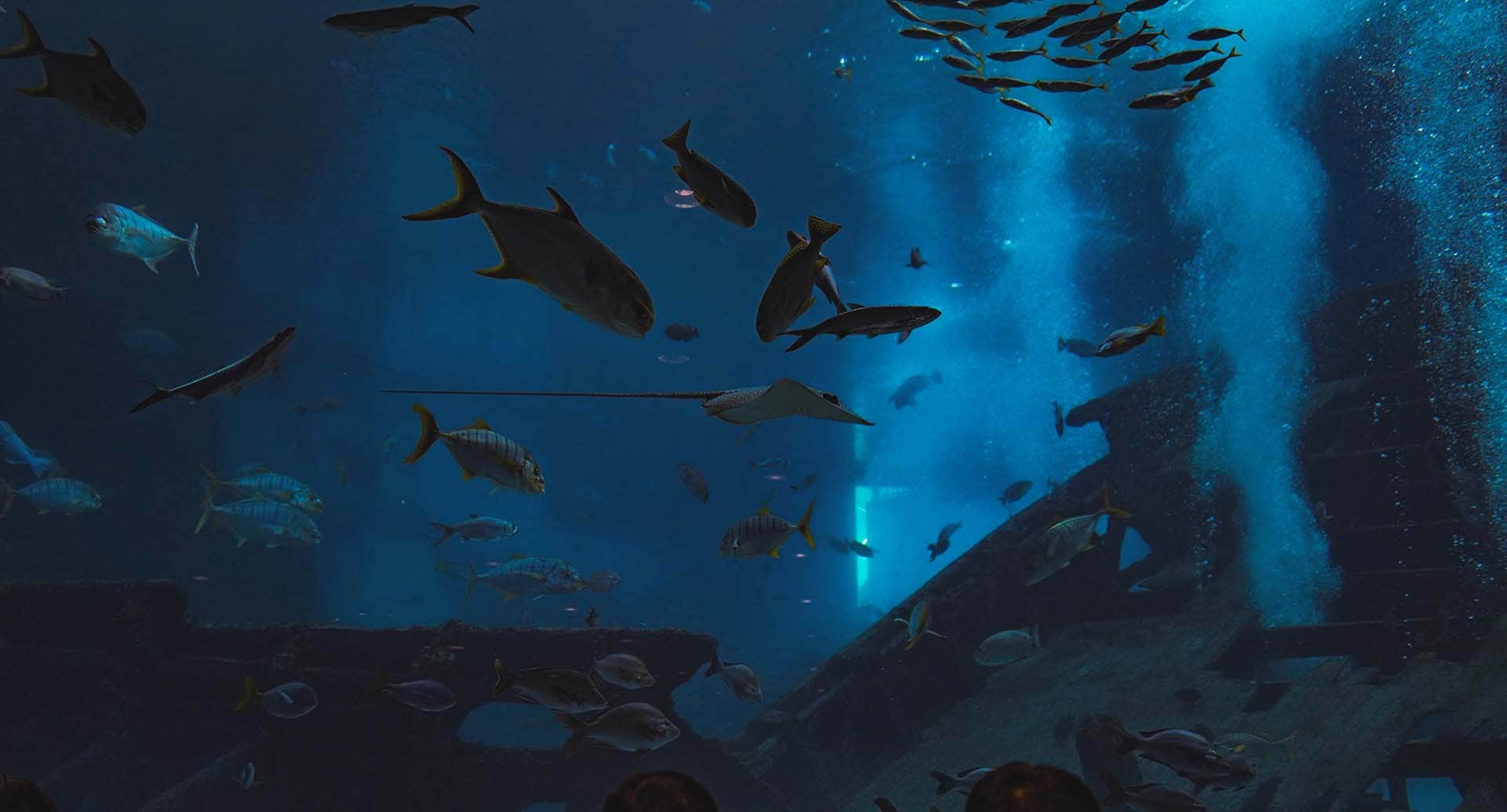 10 opções em aquarismo - peixes ornamentais que você deveria conhecer em Aracaju, SE