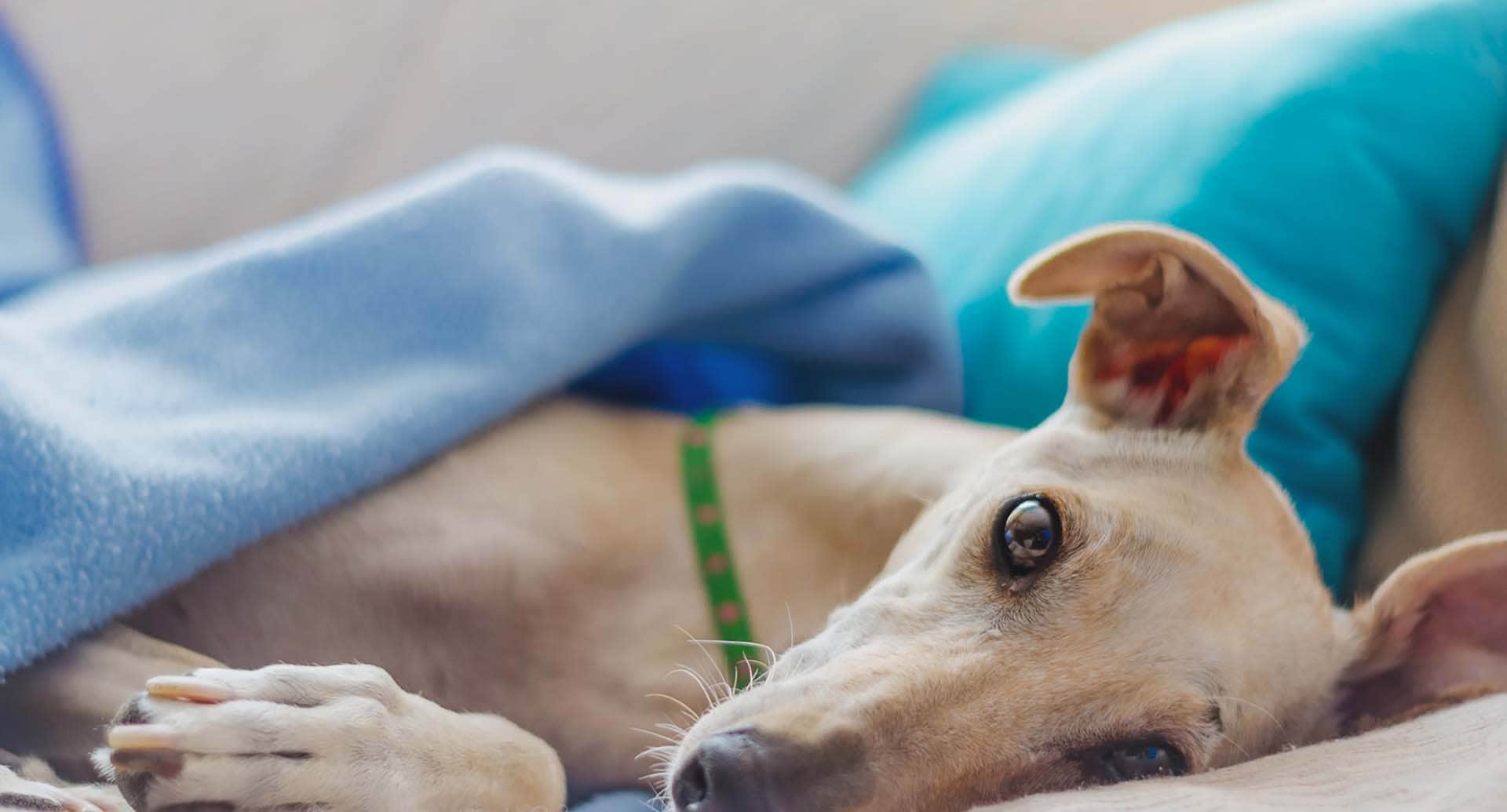 6 opções em laboratórios clínicos veterinários que você deveria conhecer em Bauru, SP